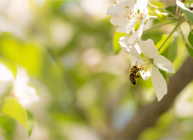 abeille charpentière vs bourdon