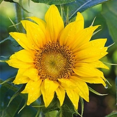 10 fleurs de tournesol à ne pas manquer