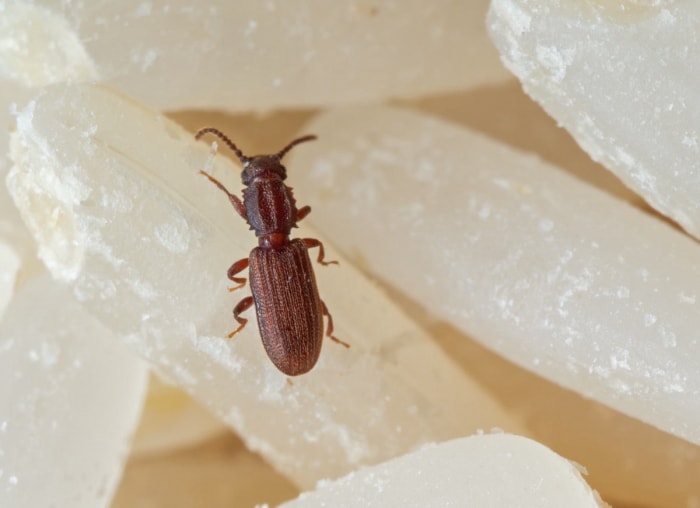 8 nuisibles du garde-manger qui pourraient envahir votre réserve de nourriture