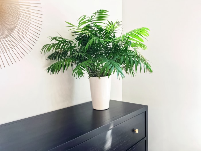 plantes d'intérieur à faible luminosité, palmier de salon en pot sur une commode