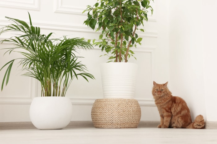 Chat à côté de deux plantes d'intérieur.