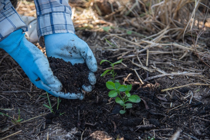 Le concept de plantation manuelle d'arbres augmente l'oxygène et aide à réduire le réchauffement climatique.