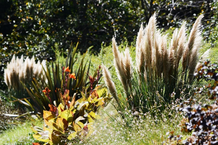 graminées ornementales dans un jardin avec arbustes et fleurs