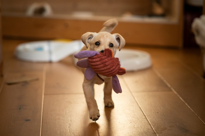 Un chiot marchant sur du parquet avec un jouet dans la bouche.