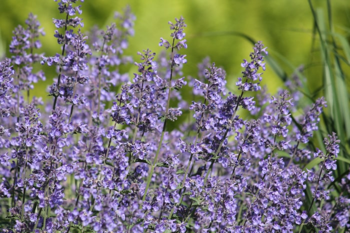 fleurs d'été