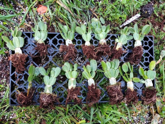 Boutures de tige de cactus de Pâques sur un fond de caisse à lait en extérieur