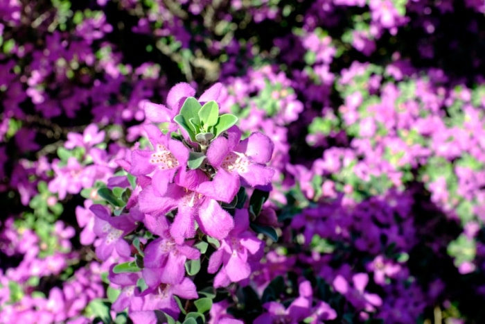 La sauge violette du Texas fleurit en bouquet.