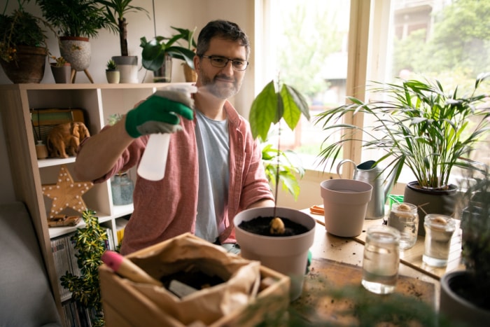 Homme utilisant un spray pour arroser un avocatier.