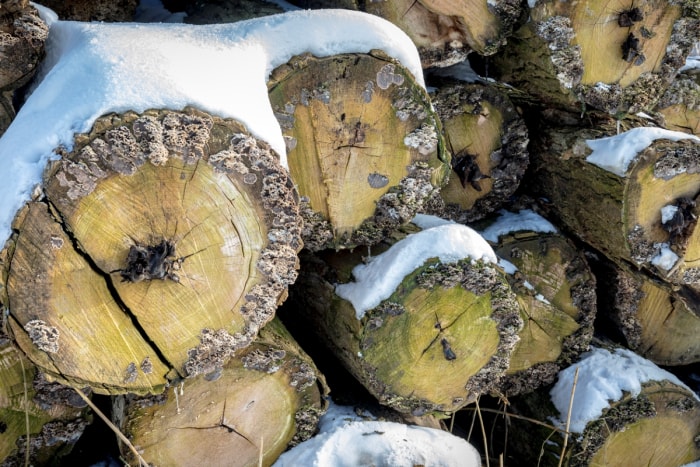 Des piles de bûches avec de la neige.