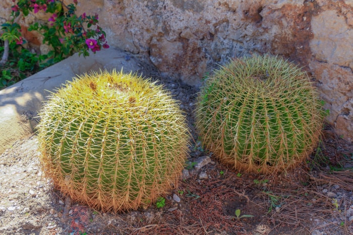 plantes en voie de disparition