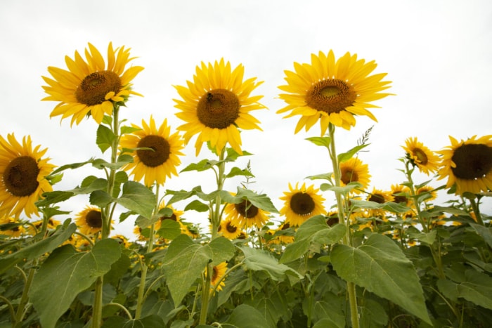 Faits sur le tournesol