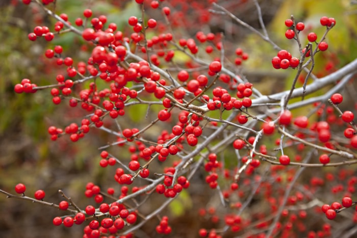 Une branche de houx rouge en hiver.