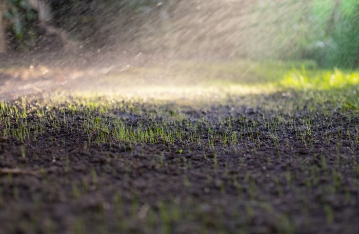 Arrosage de l'herbe nouvellement poussée.