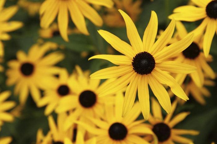 types de fleurs sauvages Susan aux yeux noirs