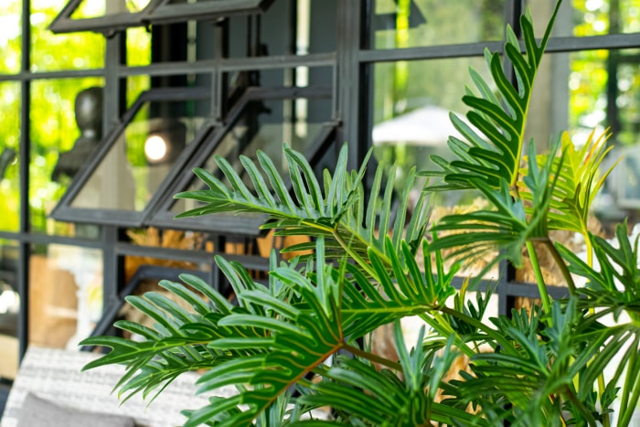 Plantes de purification d'air Philodendron xanadu dans les cafés