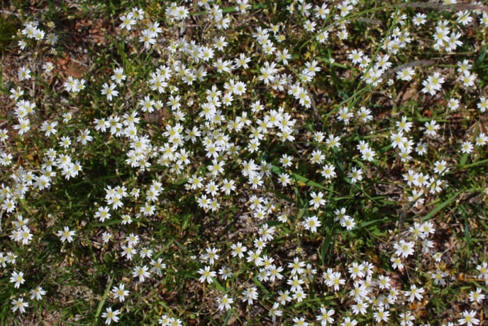 Le mouron des souris, ou Cerastium fontanum, fleurit dans un sol ombragé parmi les brins d'herbe.