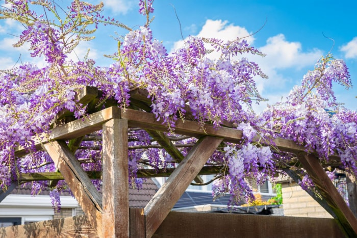 comment faire pousser de la glycine