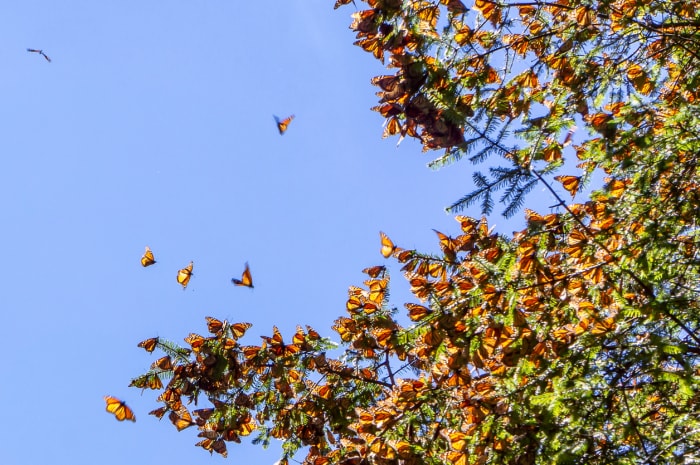 Papillons monarques sur une branche d'arbre avec un ciel bleu en arrière-plan dans la réserve de biosphère du papillon monarque à Michoacan, au Mexique, un site du patrimoine mondial.