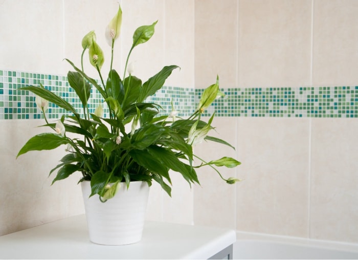 Les 26 meilleures plantes pour la décoration de la salle de bain