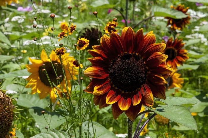 Grandes variétés de tournesols rouges et jaunes poussant dans un jardin familial.