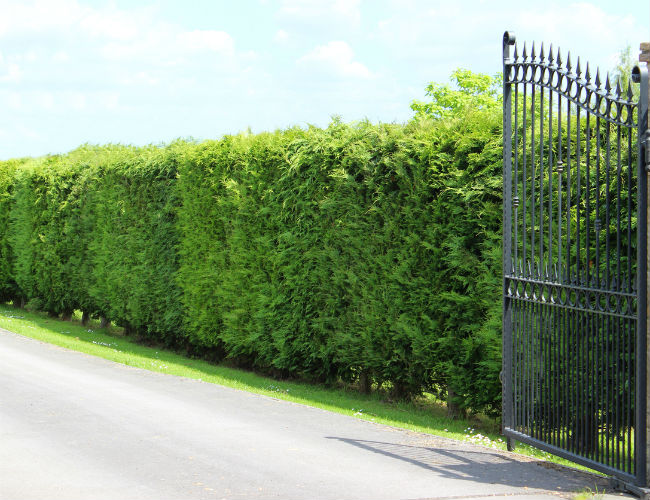 Arbres à feuilles persistantes à croissance rapide - Cyprès de Leyland