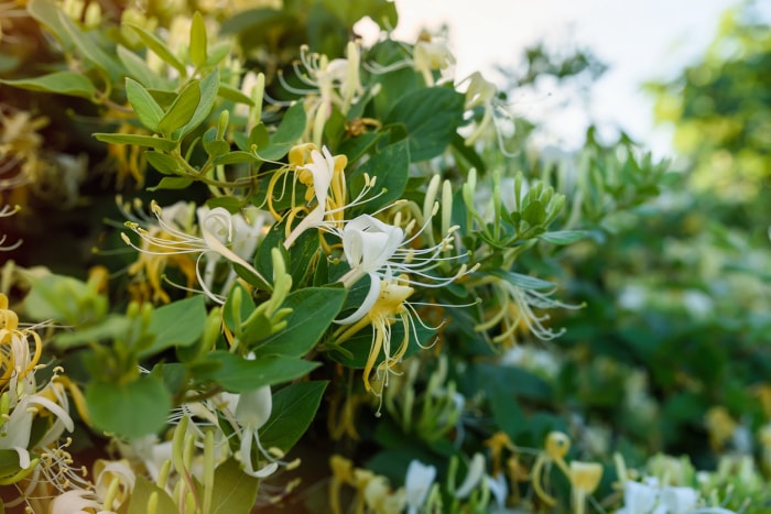 Buisson de chèvrefeuille en fleurs près de la maison. Fleurs de chèvrefeuille perfoliées Lonicera japonica Caprifolium blanc jaune. Chèvrefeuille Graham Thomas dans le jardin, haie en horticulture, fond naturel et une clôture verte avec des fleurs blanches