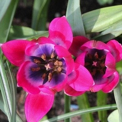 Tulipes botaniques : Joyaux du jardin