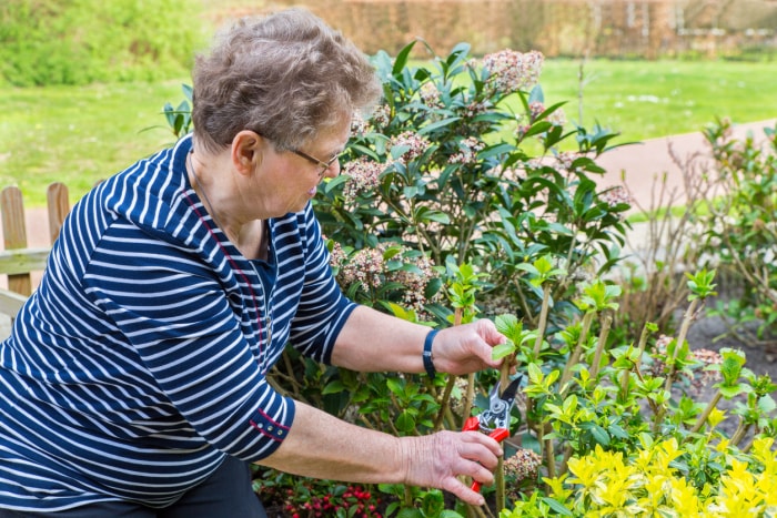 Femme âgée de type caucasien taillant une branche d'hortensia. Cette Néerlandaise âgée taille cette plante vivace dans son jardin au printemps. Aux Pays-Bas, de nombreuses personnes aiment travailler dans leur jardin pendant leur temps libre.