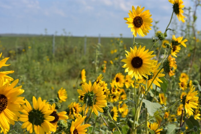 Faits sur le tournesol