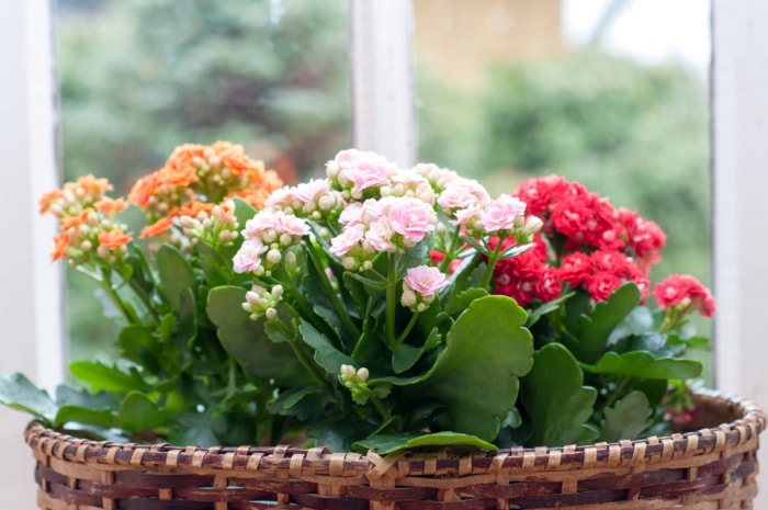 Les fleurs de kalanchoé sont de différentes couleurs.