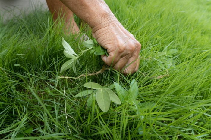 iStock-1409509134 Herbe à échasses japonaise Mains arrachant les mauvaises herbes en excès dans la cour pavée d'herbe verte