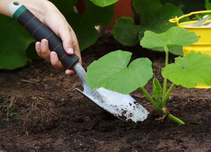 19 trucs de jardinage à prix zéro