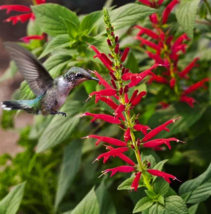 plan rapproché d'un colibri près d'un plant de sauge ananas à petites fleurs rouges