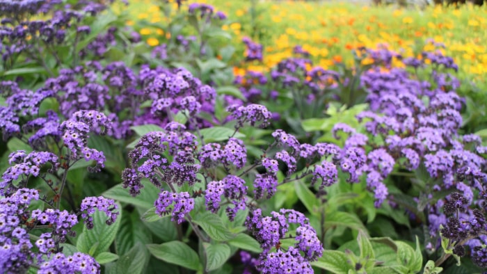 lit de fleurs d'héliotrope violet