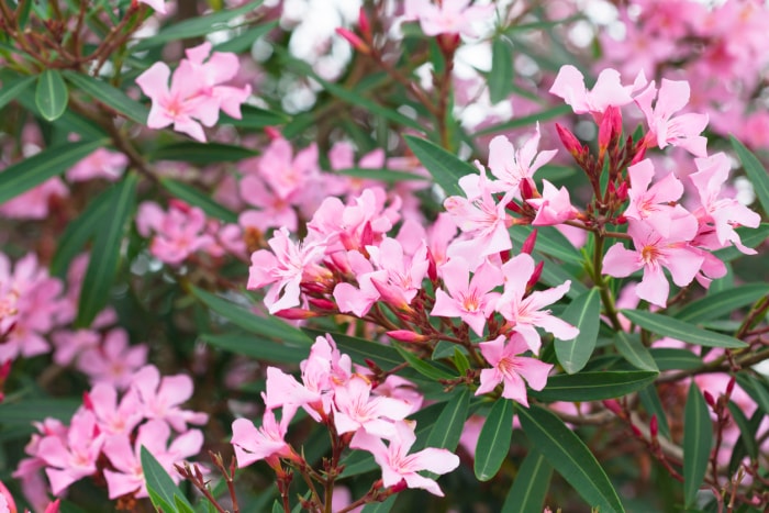 Oleander (Nerium oleander)