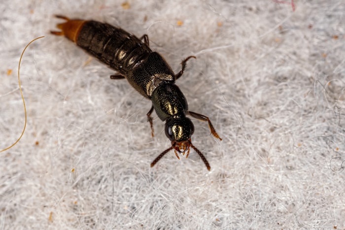 insecte noir long et maigre dans la maison