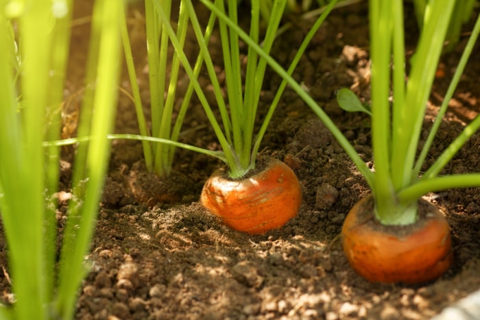 Carottes poussant dans le sol