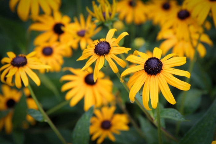 Sentinelle aux yeux noirs fleurs jaunes