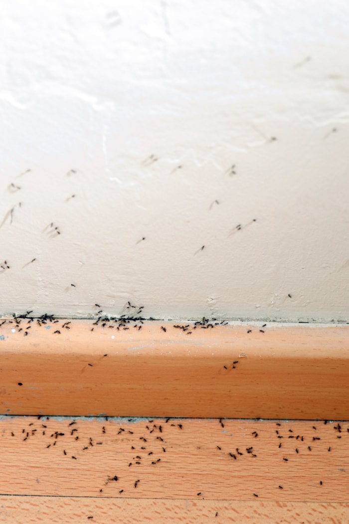 Insectes morts sur le mur