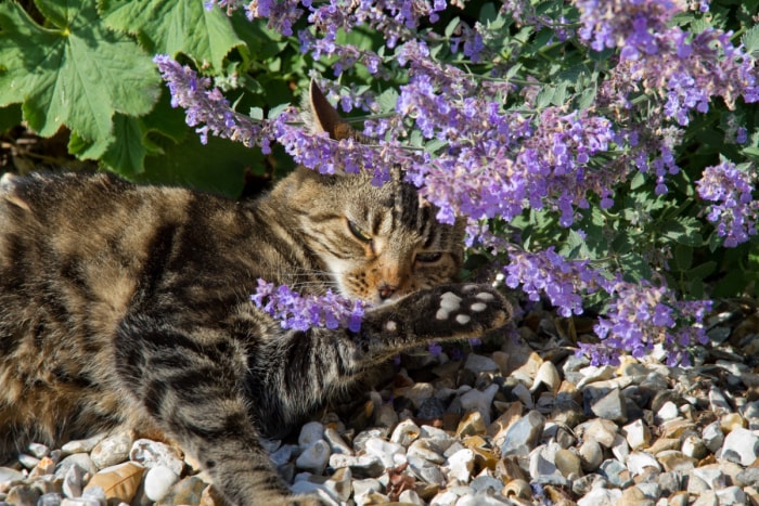 Chat tabby brun appréciant les fleurs de menthe chat pourpre.