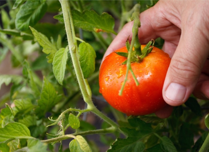 10 conseils pour transformer votre jardin en un incroyable paysage comestible