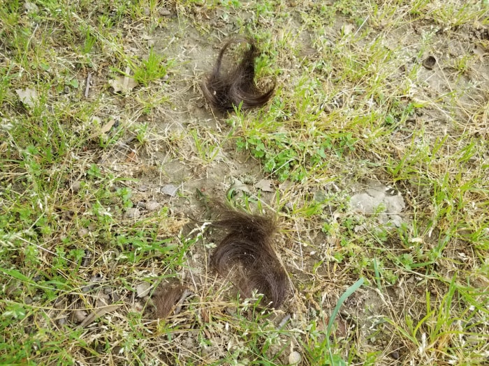 couper les cheveux bruns coupés sur l'herbe verte ou la pelouse