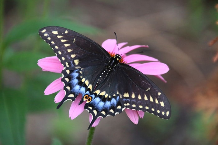 types de papillons