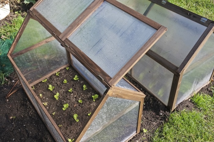 Les cloches à cadre en bois protègent les légumes qui poussent à l'intérieur.