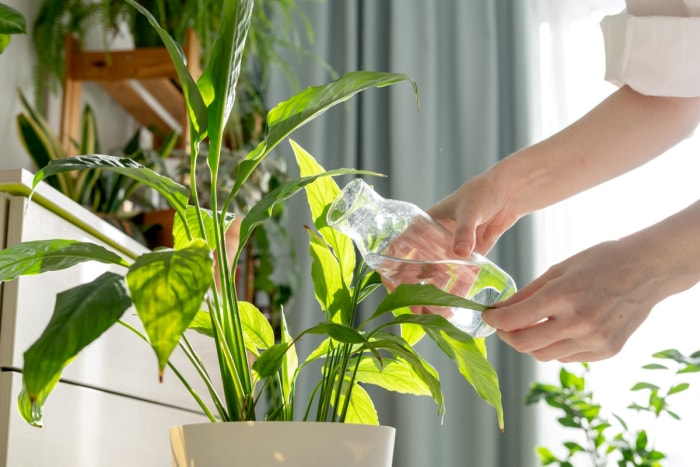 Personne arrose une plante d'intérieur à l'aide d'une carafe d'eau.