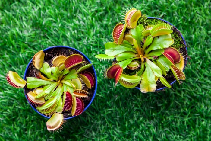 soin des pièges à mouches vénus pièges à mouches vénus en pot