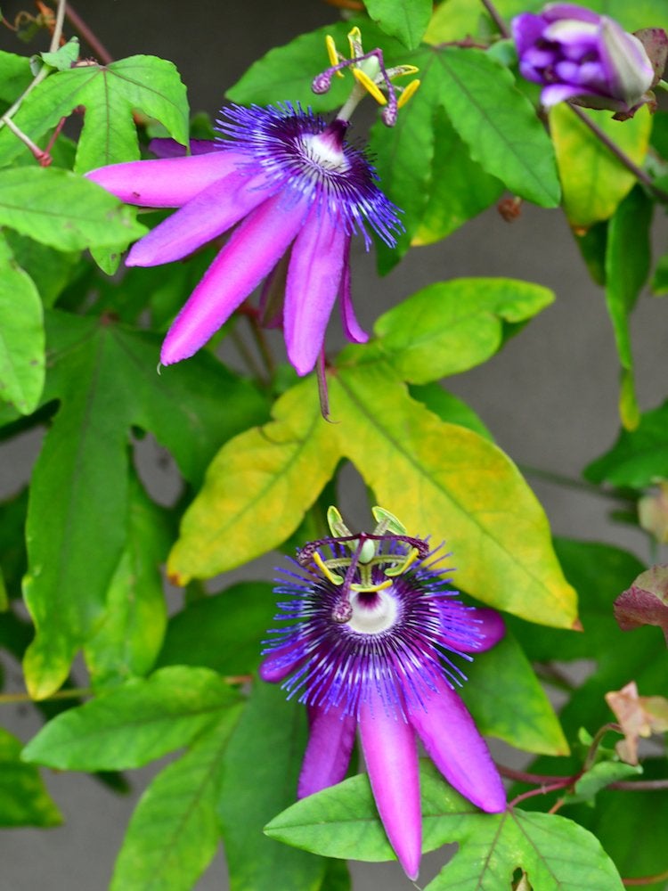 Plantes grimpantes en fleurs : 8 remèdes pour le jardin commun