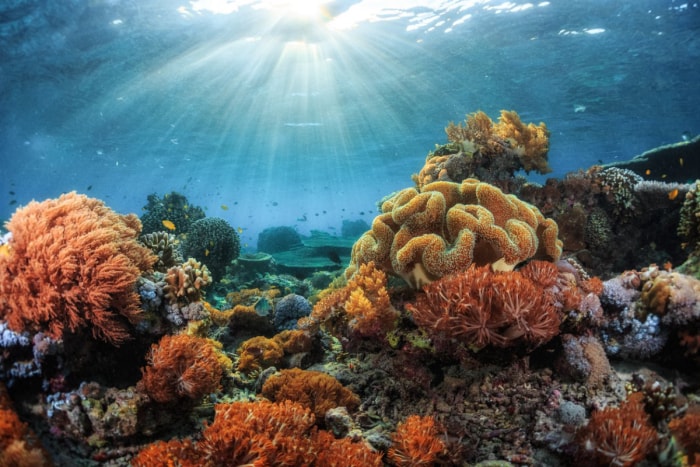 Un récif de corail coloré près de l'Indonésie est éclairé par les rayons du soleil à travers l'eau.