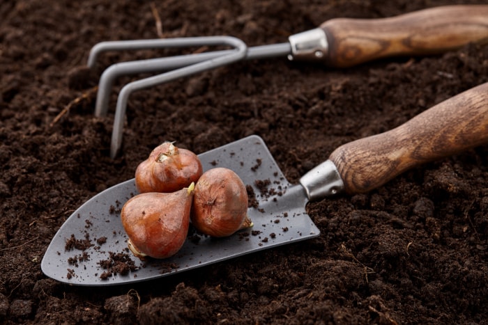 Plantation de bulbes de tulipes dans le sol à l'aide d'outils de jardinage, vue rapprochée