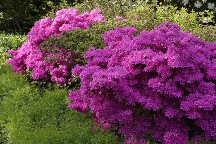 Buisson d'azalée en fleurs d'un violet vif. 